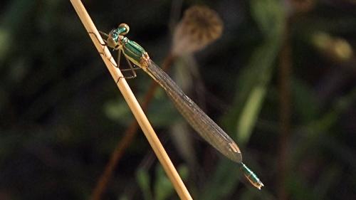Lestes virens